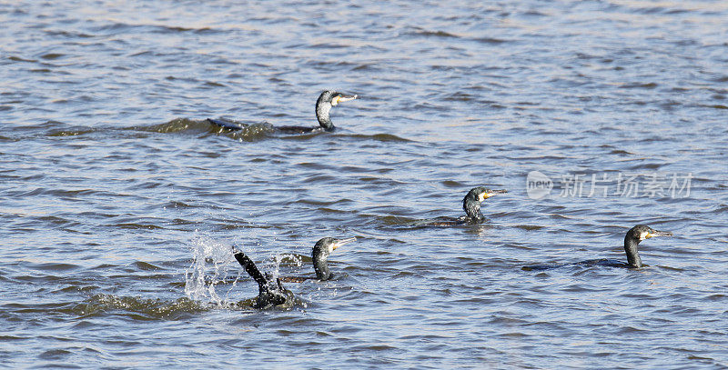 鸬鹚(Phalacrocorax carbo)